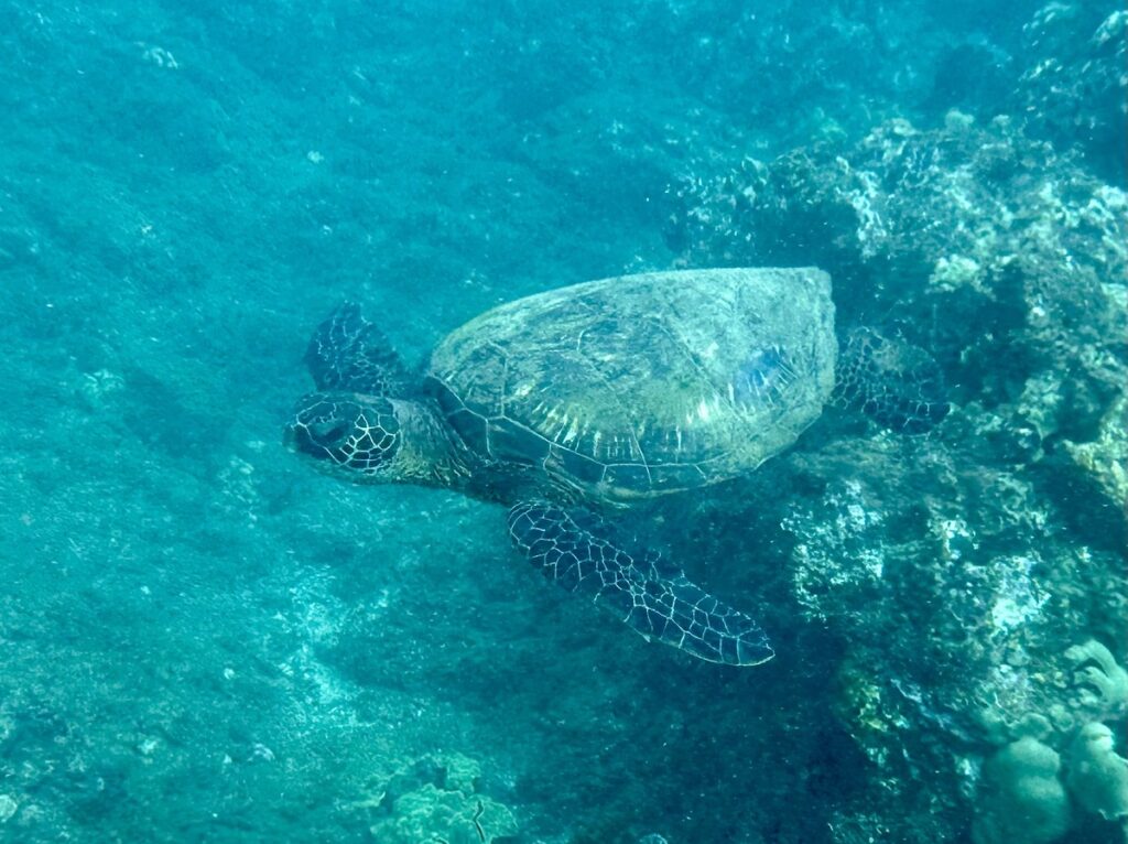 Sea Turtle at Ulua Beach, Maui, Hawaii ​